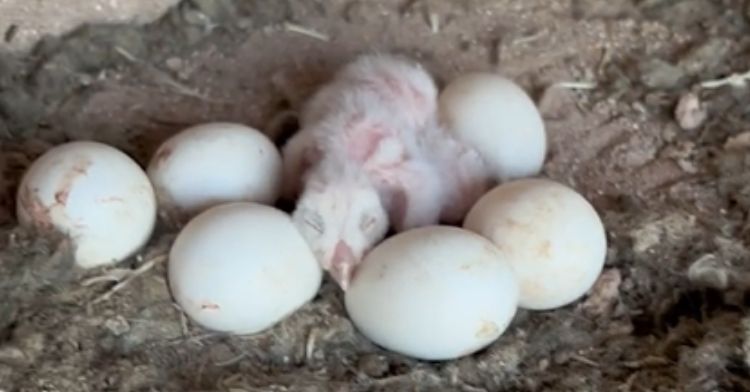 A nest of baby owls and eggs was found on a cliff.