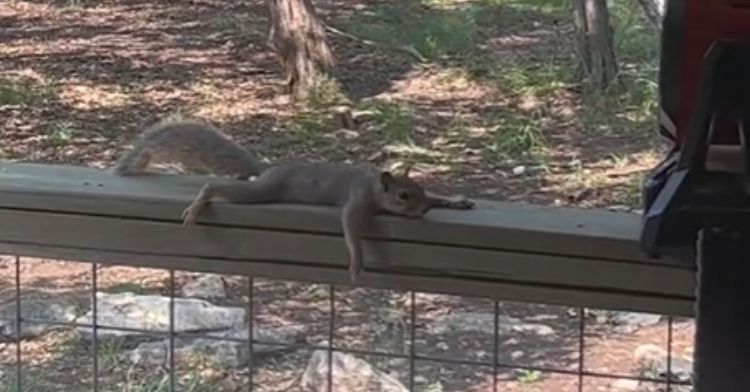 A squirrel uses a patio fan to cool down.