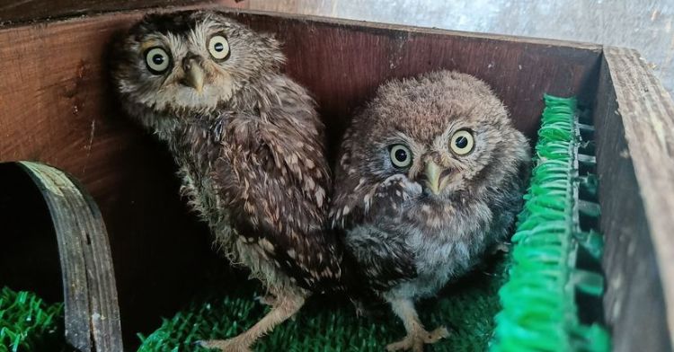 Two baby owls were found under the steps at a Guns N' Roses concert.