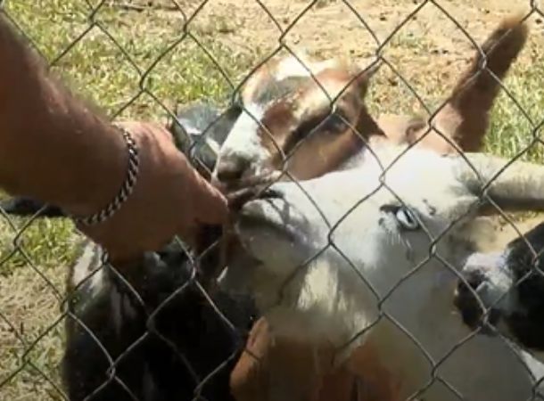 Petting zoo goats have been moved to an animal shelter.
