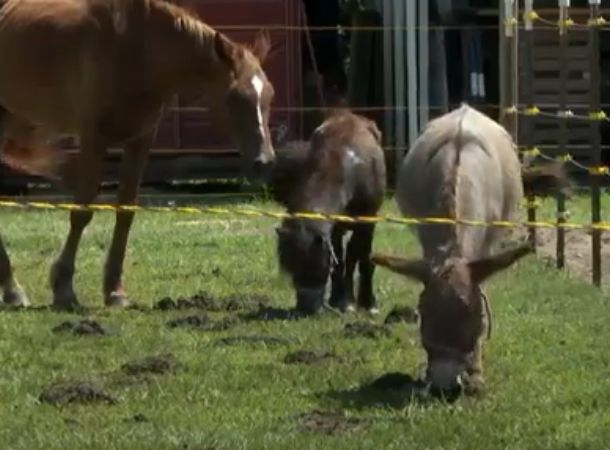 Rescued horses are being cared for at an animal shelter.
