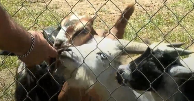 Petting zoo goats have been moved to an animal shelter.