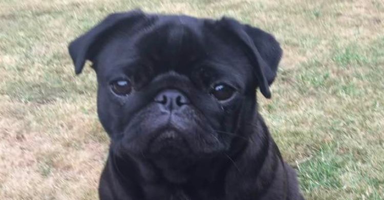 A sweet pug named Poppy was returned to her owners by a kind train driver.
