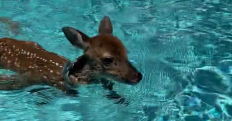 A baby deer is getting swim therapy for his limp.