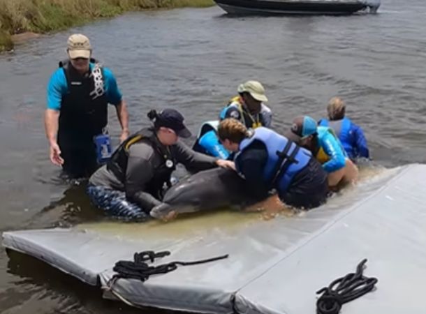 A dolphin and her child were rescued from a pond this June.