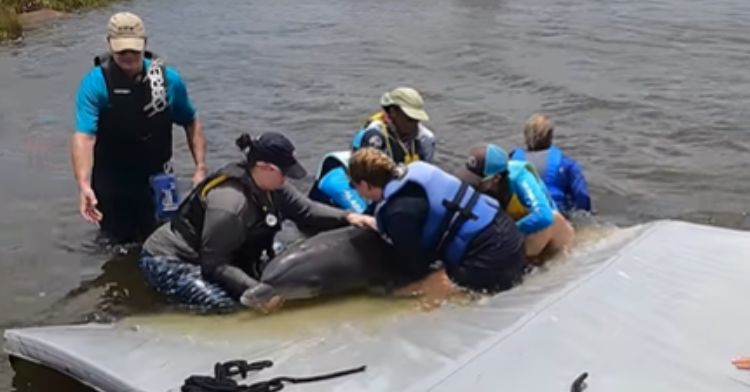 A dolphin and her child were rescued from a pond this June.