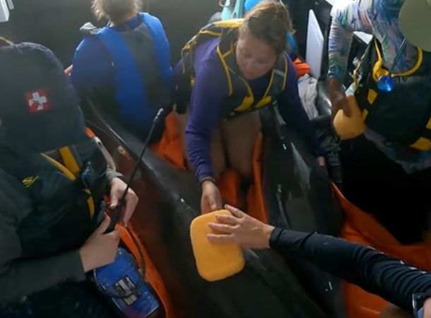 Wildlife rescuers transport dolphins via van.