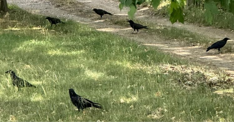 A family of crows visits a woman at her home.