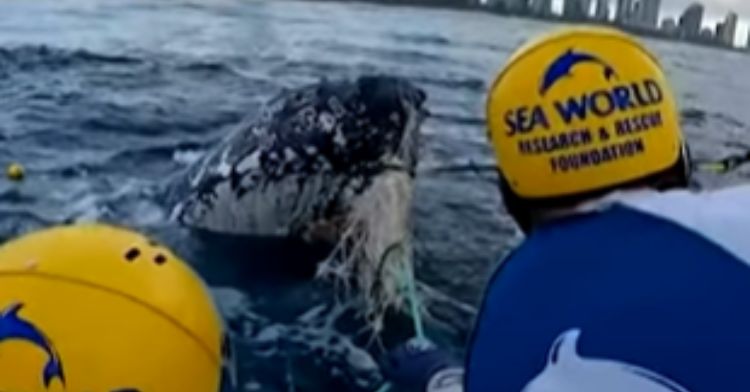 A whale trapped in a shark net is rescued.