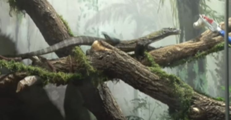 A Komodo dragon is fed in his new habitat at the aquarium.