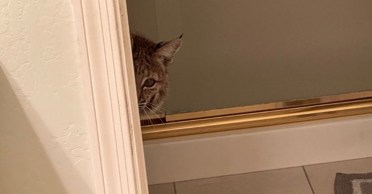 A mother bobcat was found hiding out in the bathroom.