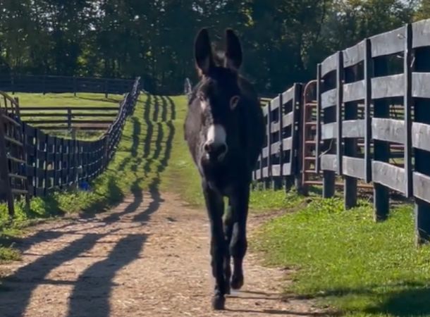 Irvin the donkey has made an incredible recovery at the sanctuary.