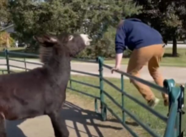 Irvin the donkey chases his dad over the fence.