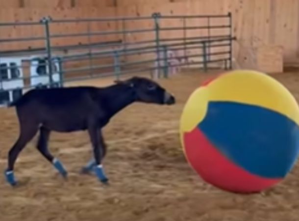 This donkey loves his beach ball toy!