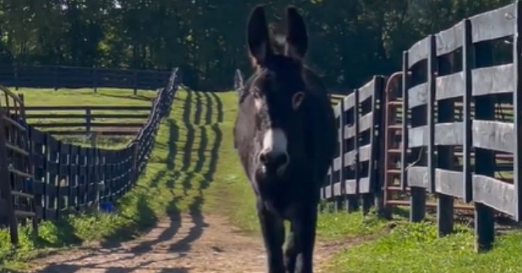 Irvin the donkey has made an incredible recovery at the sanctuary.