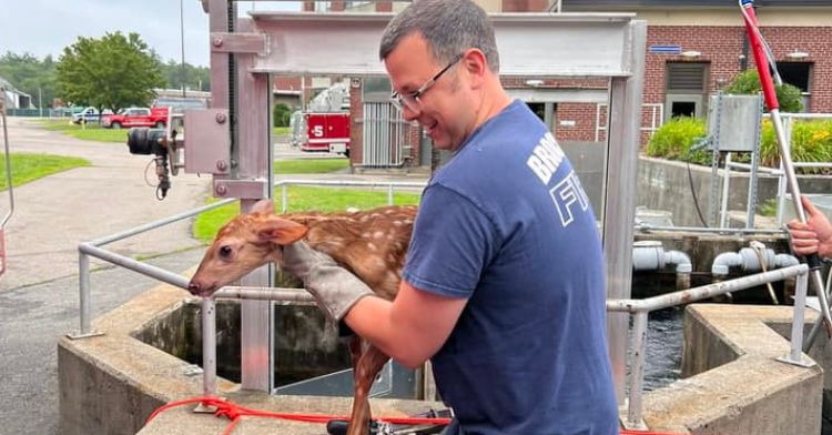 A baby deer is rescued from a water tank.