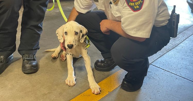 Smokey the puppy made some new friends at the fire department.