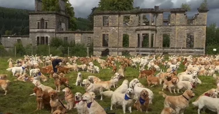 Golden retrievers from all over the world come together in Scotland.