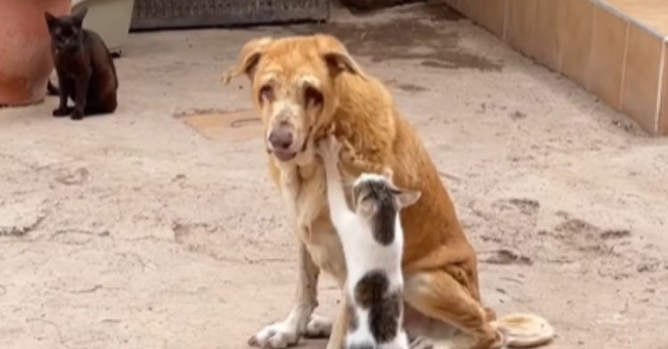 A cat gives a blind shelter dog a massage.