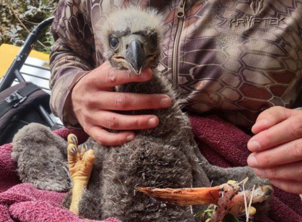 The rescued eagle chick appeared to be unharmed. 