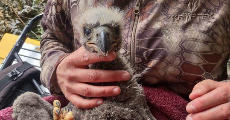 The rescued eagle chick appeared to be unharmed.