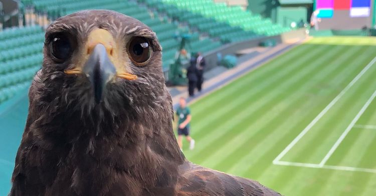A close-up of Rufus, the hawk who scares pigeons away from Wimbledon.
