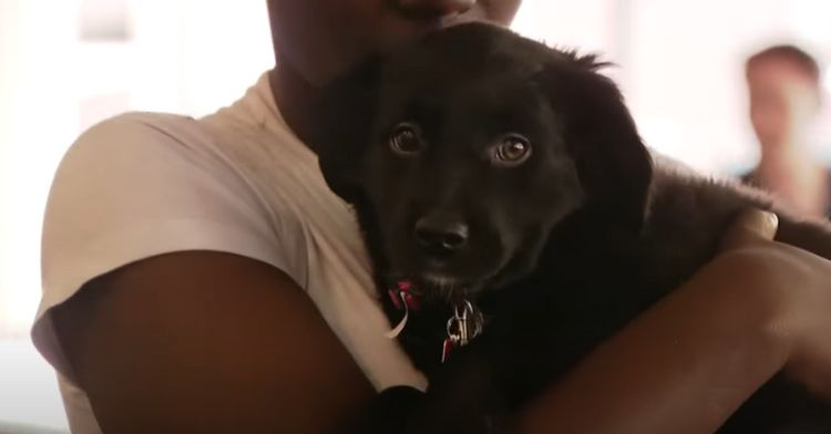 Sarah, a black lab, came to the free clinic with her owner.