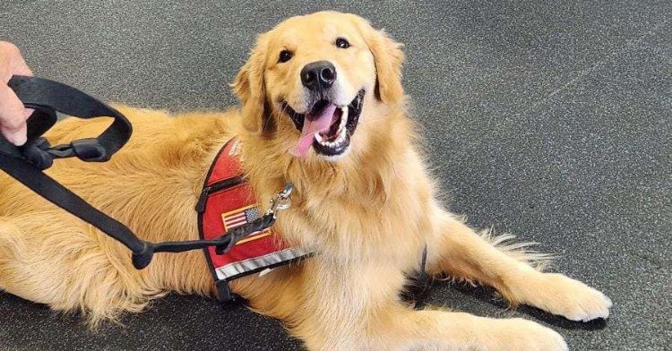 Golden retrievers make great service dogs.