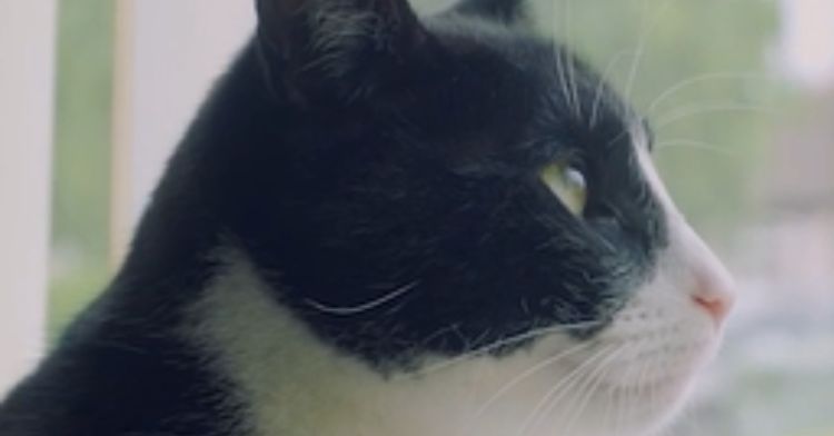 Meet Zebby, the hearing cat who just won National Cat of the Year.
