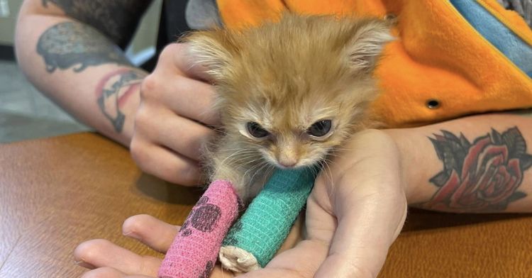 Tater Tot became famous because his face looks grumpy.