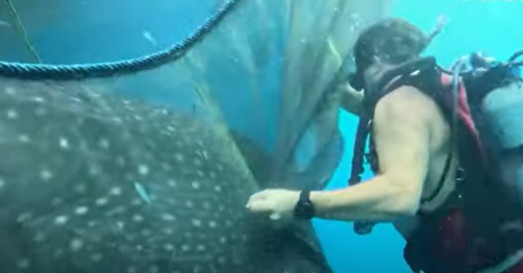 Divers rescue whale sharks from fishing nets.