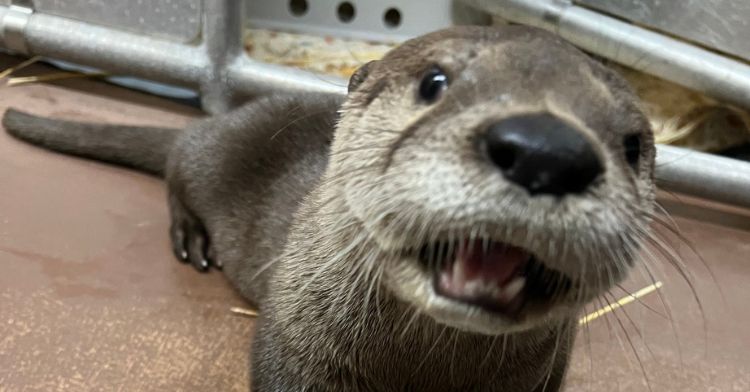 This adorable baby otter had to be taught how to eat.