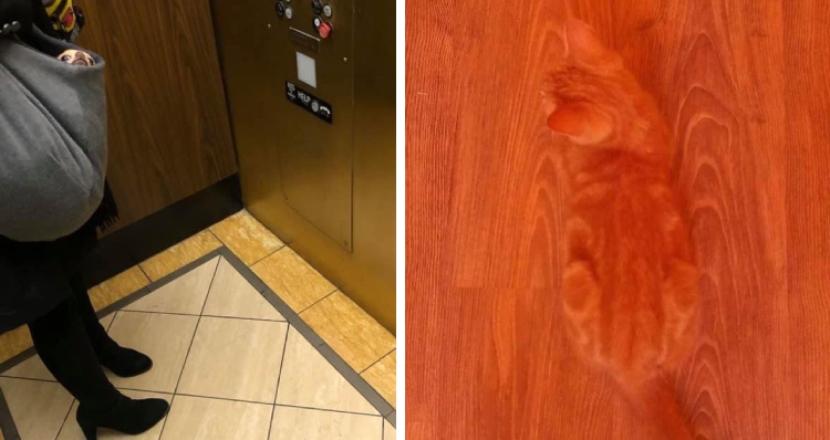 dog peeking out of someone's bag on elevator, orange cat blending in with orange floor