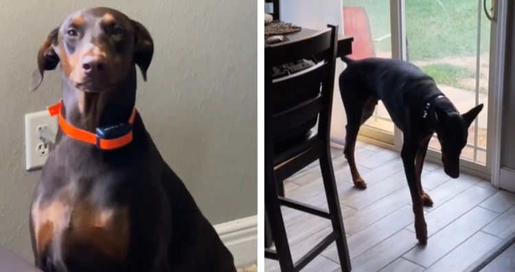 Zia and Storm the Dobermans