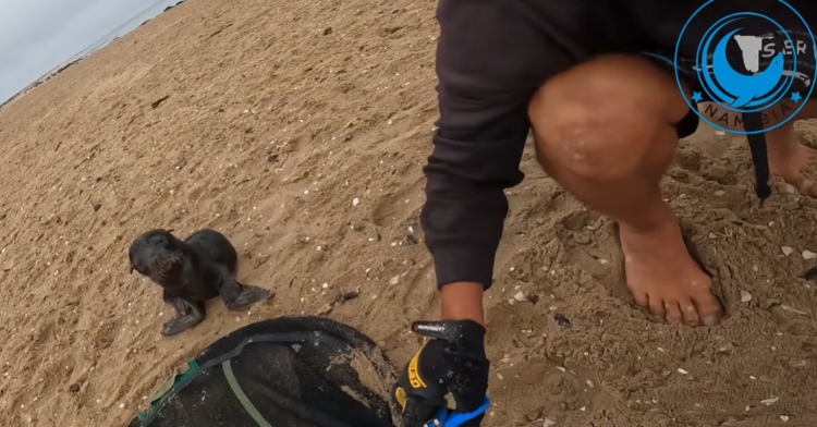 A baby seal calmly keeps two men company as they help free an older seal who has rope wrapped around him.