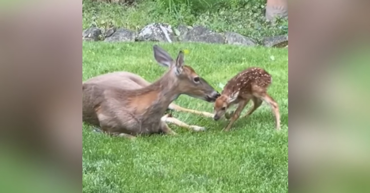 A mama deer lays in the grass while cleaning her newborn who is trying to stand.