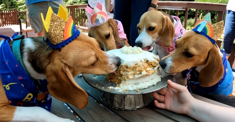 Four beagles in birthday attire eat their birthday cake together while sitting outside.