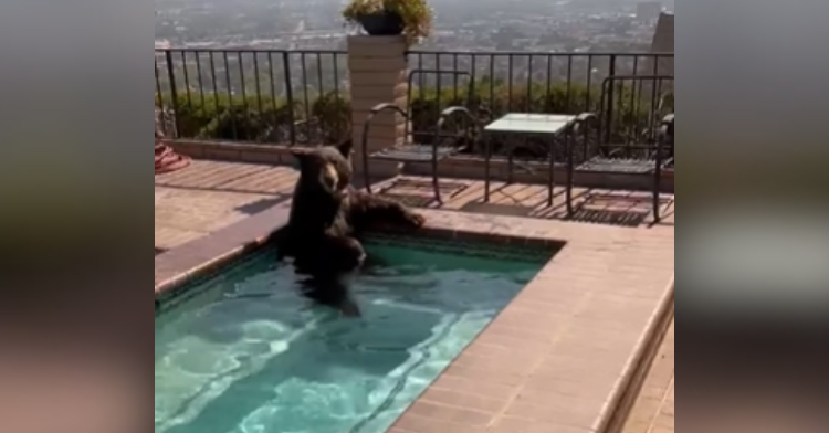 A bear lounges in a jacuzzi, looking at the camera.