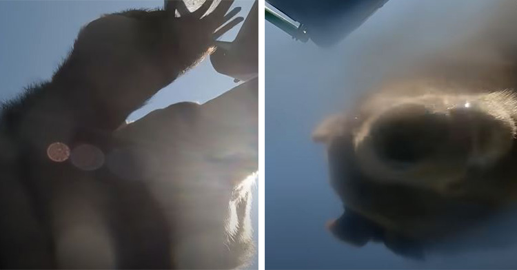 a bear opening a garbage can lid, and then peering down at the camera