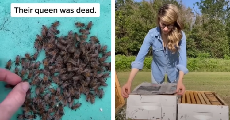 A two-photo collage. The first shows a colony of bees on the ground with a hand reaching toward them. Text reads “Their queen was dead.” The second photo shows a woman carefully placing newspaper on top of a bee colony’s home.