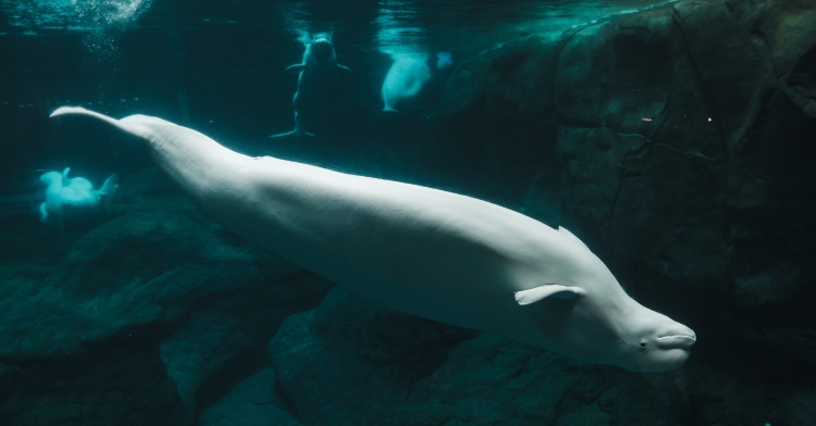 View from under the water of a beluga whale swimming upside down. In the distance, three other beluga whales can be seen.