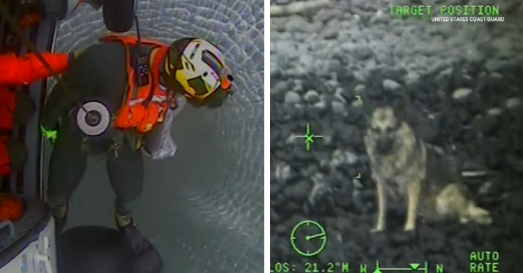 A two-photo collage. The first photo shows a US Coast Guard member being lowered from a helicopter. The view is from a camera on the helicopter. The second photo shows a German shepherd stranded on an inaccessible beach, as seen through US Coast Guard footage.