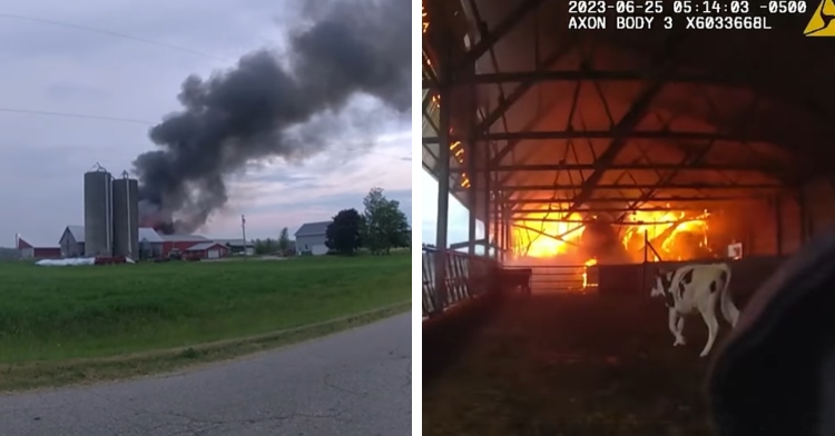 A two-photo collage. The first photo shows a barn from a distance. There’s large amounts of dark grey smoke coming from it and filling the air. The second photo shows inside that same barn. Flames engulf the far half of the space. A cow is running in an area away from the flames.