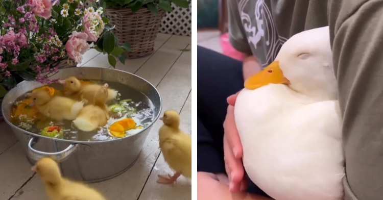 A two-photo collage. The first shows three baby ducks swimming in a silver bucket with flowers. Two more baby ducks stand outside of the bucket. Beautiful flowers are next to the bucket. The second photo is a close up of a duck being held and pet. The duck looks peaceful with their eyes closed.