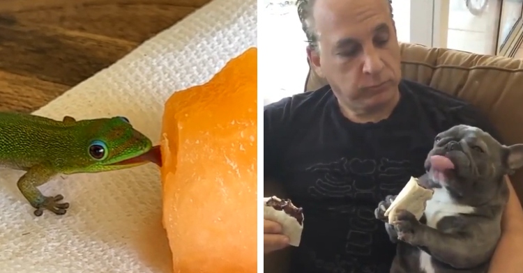 A two-photo collage. The first photo is a close up of a lizard. Their tongue is out and they’re licking an orange piece of fruit. The second photo shows a man sitting with one arm around his dog. The man is holding food in one hand, which looks like a burrito. The dog is using both paws to hold and eat his own food, which also looks like a burrito. The dog’s tongue is out.