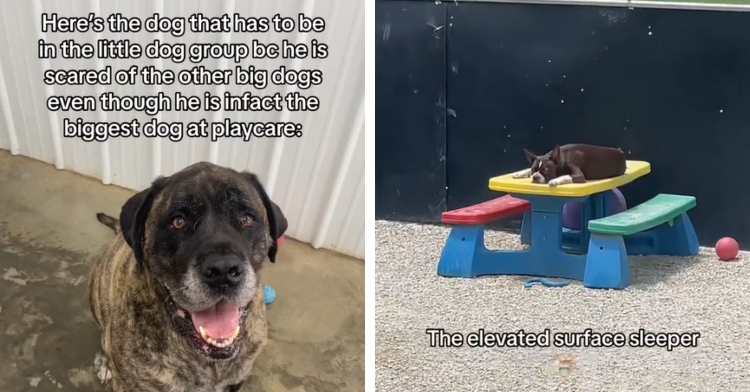 A two-photo collage. The first shows a smiling mastiff. Text above his head reads: “Here’s the dog that has to be in the little dog group bc he is scared of the other big dogs even though he is in fact the biggest dog at playcare.” The second shows a dog outside, in the distance, sleeping on a kid’s table. Text below him reads: “The elevated surface sleeper.”