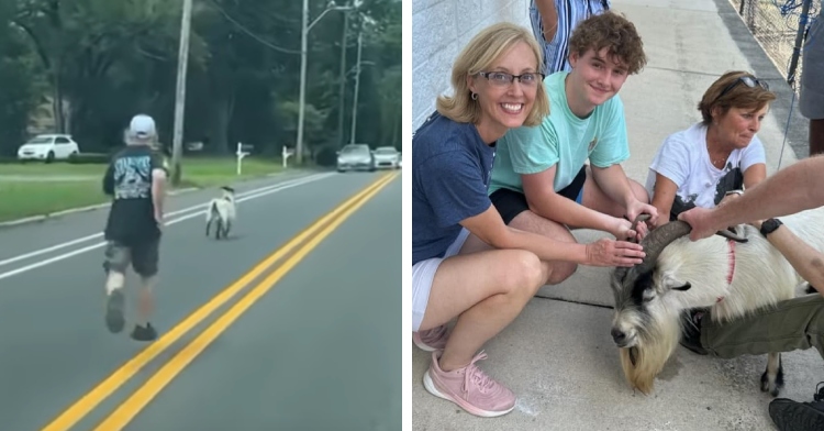 A two-photo collage. The first photo is a view of a man running down the middle of the road after a goat that is heading straight toward traffic. The second photo shows three people squatting outside as they pet and hold onto a captured Billy the Goat.