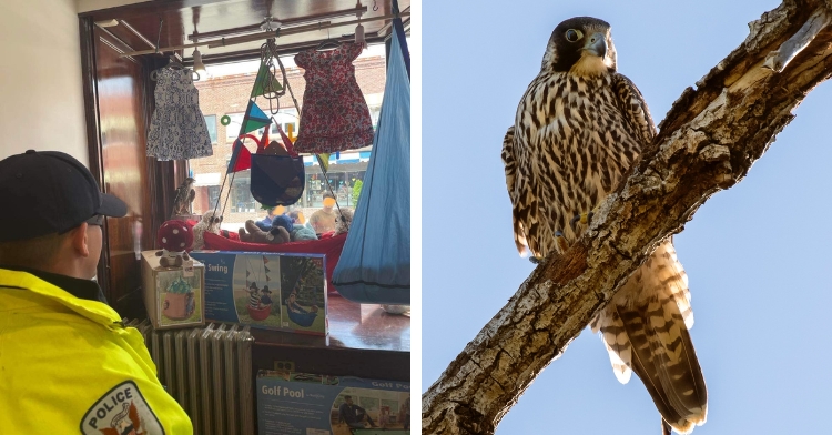 falcon rescued from toy store