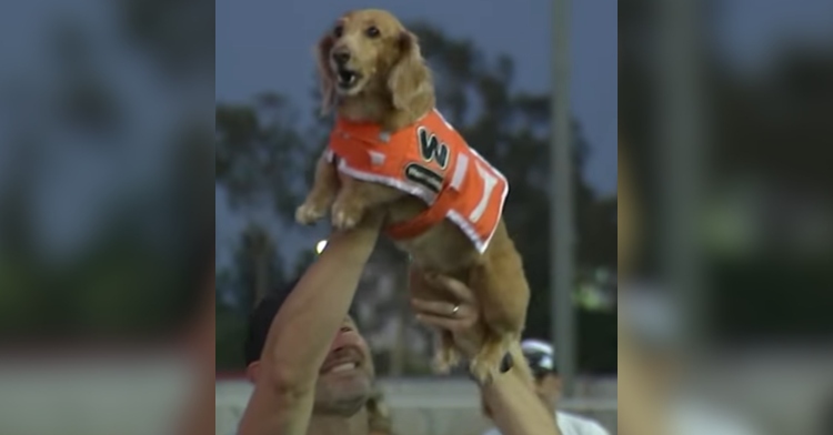 A light brown wiener dog barks as they are held in the air by a smiling man. The dog is wearing a bright orange vest.
