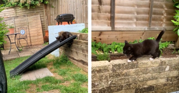 A two-photo collage. The first shows a dwarf black cat walking on a ramp in a backyard. The second shows that same cat walking on an elevated space on bricks that is next to a garden.